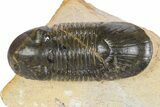 Paralejurus Trilobite Fossil - Atchana, Morocco #341184-1